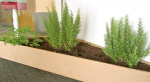 fons-plantes